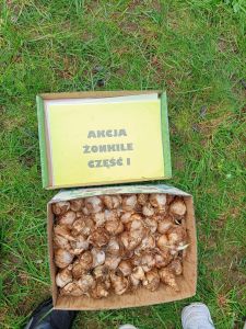 Akcja Żonkile